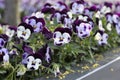 White and violet garden pansy (Viola Ãâ wittrockiana), springtime Royalty Free Stock Photo